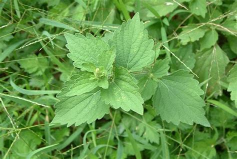 避邪圖|避邪草是什麼？常見6種「避邪植物」介紹，趨吉。